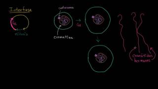 🌐 CICLO CELULAR 🔬 Fácil y Rápido  BIOLOGÍA [upl. by Klingel]