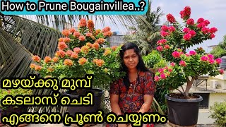 Pruning Tips of Bougainvillea  Fertilizer  കടലാസ് ചെടി പ്രൂൺ ചെയ്യുന്നതിൽ അറിയെണ്ട ചില കാര്യങ്ങൾ [upl. by Maharva]