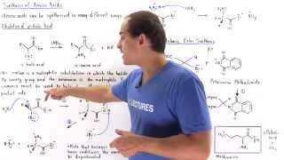 Synthesis of Amino Acids [upl. by Eltsyrc]