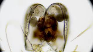 ostracod with maturing eggs ats sample 8132019 2 [upl. by Neitsirhc]