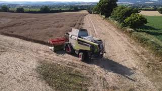 Oilseed harvest with a claas lexion [upl. by Neural]