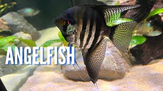 Freshwater Angelfish  Complete Care Guide amp Species Profile [upl. by Faustine375]