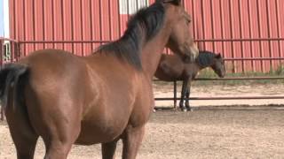 Nutritional Needs of Horses  Managing Grazing on Small Acreages Part 6 [upl. by Jasen92]