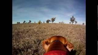 vizsla diamond pheasant hunt gopro [upl. by Adnil]