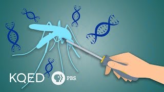 Can Genetically Engineered Mosquitoes Help Fight Disease [upl. by Radmen172]