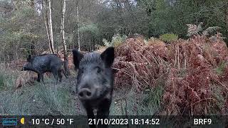 3 Wild Boars in the frame  Forest Of Dean [upl. by Levinson]