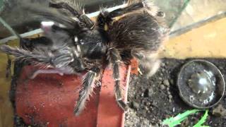 Masterpogi Tarantulas Lasiodora Striatipes feeding [upl. by Suidaht]