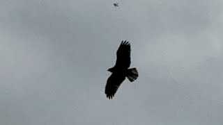 Okanagan Valley weather West Kelowna Kelowna Bc Canada Hawk At end of video [upl. by Madonia]