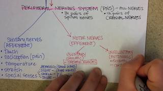 Nervous System Overview [upl. by Regdirb]