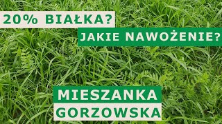 MIESZANKA GORZOWSKA  jak nawozić aby osiągnąć 20 białka [upl. by Ahtamat201]