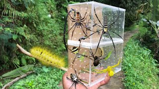 Amazing unique spider hunt‼️ catching various kinds of spiders hairy caterpillars katydids [upl. by Dnilazor]