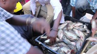 Lake Hawassa Fish Market Hawassa City Ethiopia [upl. by Annwahs740]