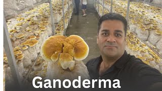 Growing Ganoderma Reishi mushroom [upl. by Skippy]