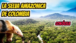 LA SELVA DE COLOMBIA La selva de Colombia documental LA SELVA AMAZONICA DE COLOMBIA [upl. by Eddana210]