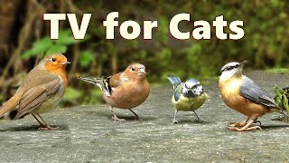 Cat TV Birds  Captivating Birds for Cats to Watch [upl. by Aniteb]