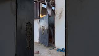 راعي الحيوانات  راعي الخيول 🐎  هرب الخيل  راعي هبي horse [upl. by Searby518]