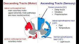 Spinal tracts Descending and Ascending  Spinal Cord Syndromes [upl. by Fadil]