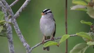 Whitecrowned Sparrow Singing [upl. by Ordnasela804]