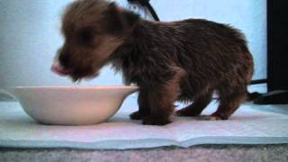 Funny Hungry Morkie Balances on Front Legs to Eat Too Cute [upl. by Jewell]