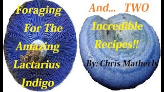 Lactarius Indigo The Blue Milky Mushroom Foraging and then TWO Amazing Recipes [upl. by Dinan]