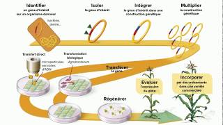 Récapitulatif  Les étapes de la transgenèse [upl. by Aidroc]