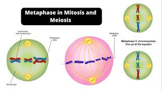 Metaphase in Mitosis and Meiosis – Metaphase 1 and Metaphase 2 [upl. by Grieve692]