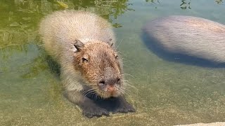 猛暑日は鼻の下まで水に浸かるカピバラさん 笹も🌿食べたいようです。Capybaras love water on hot days 神戸どうぶつ王国 [upl. by Nuhsal393]