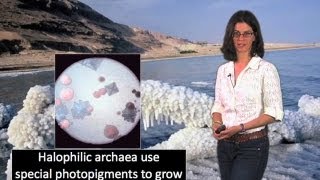 Extremophiles pH and salt  Dianne Newman Cal TechHHMI [upl. by Ellerad]