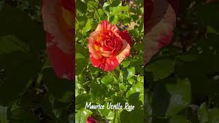 Maurice Utrillo Rose 42524 zone7b garden roseplants spring2024 roseflowers zone8a [upl. by Qidas]