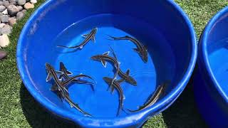 White diamond sturgeon and albino sterlets ￼ [upl. by Llednor]