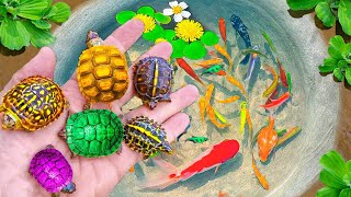 Catch Amazingly Colorful Ornamental Turtles In Caves Koi Fish Zebrafish Guppies  Fishing Video [upl. by Jadwiga571]