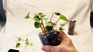 Transferring Peperomia Plants To Lava Rock amp Acrylic [upl. by Undine]