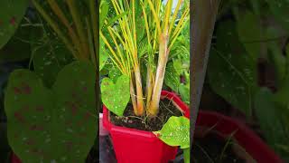 Areca Palm Care Tips for Lush Growth 🌿 GardenHacks gardeningismytherapy [upl. by Harmonie717]