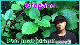 Philippine Oregano  pot marjoram plant  plant life [upl. by Rimidalb]