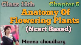 The Tissue System Part2Chapter 6Ncert Class 11th biology youtubevideos trending viralvedio [upl. by Hareehat414]