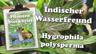 Steckbrief  Indischer Wasserfreund  Hygrophila polysperma [upl. by Yesima]