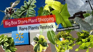 Big Box Store Plant Shopping Rare Plants Restock Walmart House Plants Krogers Grocery Store Plants [upl. by Greenwell]