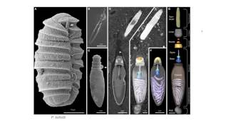 Dinoflagellates  Nematocysts [upl. by Nodyl947]