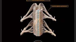 VIDEO PRÁCTICO  CONFIGURACIÓN EXTERNA DE LA MÉDULA ESPINAL [upl. by Albertina359]