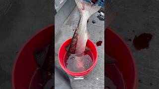 chinook 3 Youtube thinks its a Duplicate Video Nope just the same bucket oregonfishing [upl. by Deuno849]