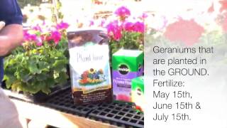 Barlows TV Episode 51 Geraniums Easy Care and Fertilizing Tips [upl. by Adnoluy]