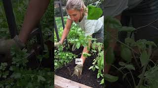 I could not believe my eyes when I saw this45 square feet grew this much garden plants fall [upl. by Monique]