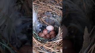 Parasitic Cowbird Egg in a Wren’s Nest shorts cowbird [upl. by Rorie]