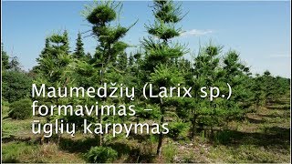 Maumedžių formavimas niwaki stiliumi  ūglių karpymas  Larch Larix pruning [upl. by Haidedej]