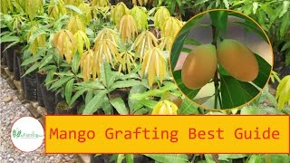 Mango grafting method  How2Do It Guide Step By Step  Best Guide [upl. by Ellary]