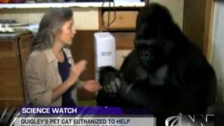 Scientists Successfully Teach Gorilla It Will Die Someday [upl. by Nnylkcaj]