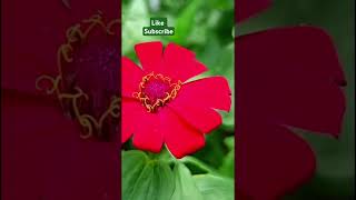 flowering plantzinnia plant carekunjikuttiesshortsplantskrishi [upl. by Lairbag]