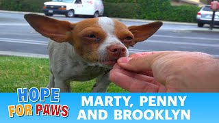 Marty Brooklyn and Penny Chihuahua rescue in South Central Los Angeles Please share chihuahua [upl. by Names]