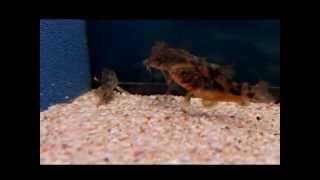 accouplement corydoras paleatus [upl. by Dinin532]