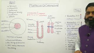 Morphology of chromosomes English medium profmasoodfuzail Structure of Chromosome [upl. by Farman]